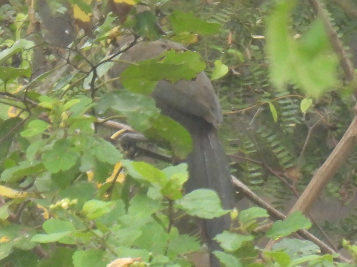 Chachalaca Cabecirrufa - ML611993464