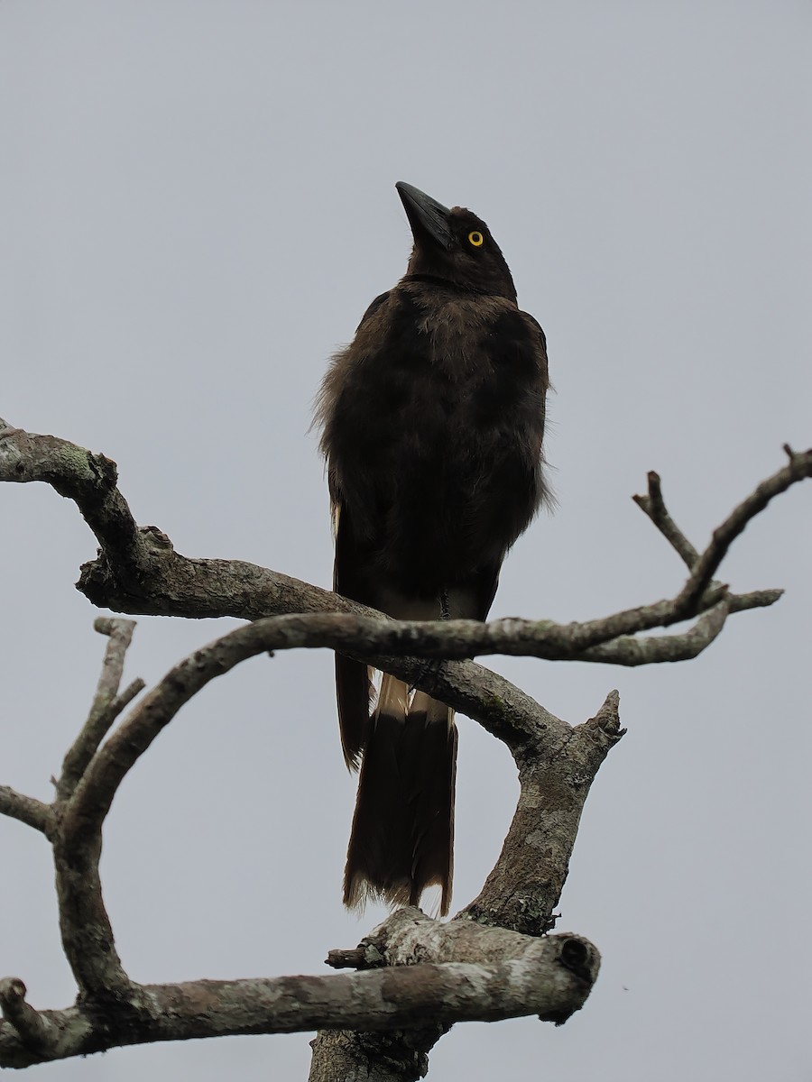 Pied Currawong - ML611993497