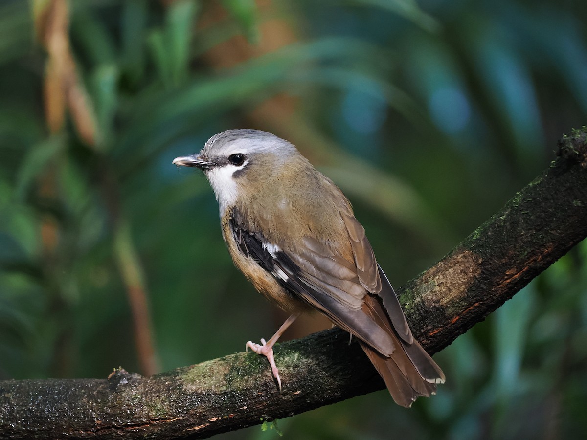 Gray-headed Robin - ML611993551