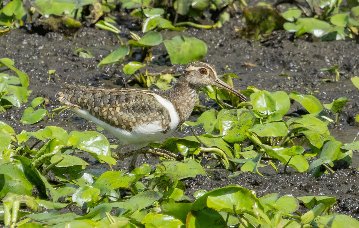 Australian Painted-Snipe - ML611993563