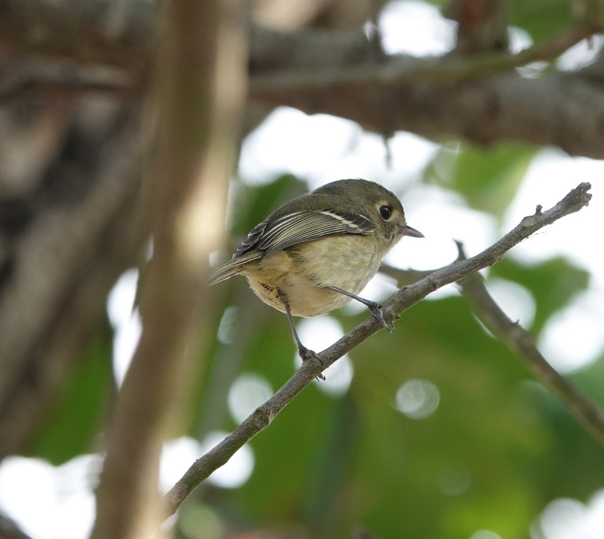 Hutton's Vireo - ML611993584