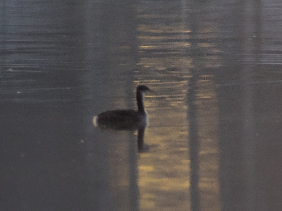 Red-necked Grebe - ML611993680