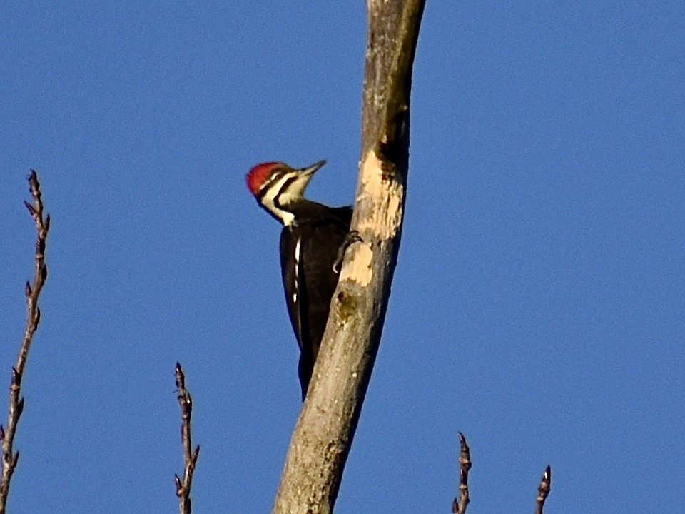 Pileated Woodpecker - ML611993692
