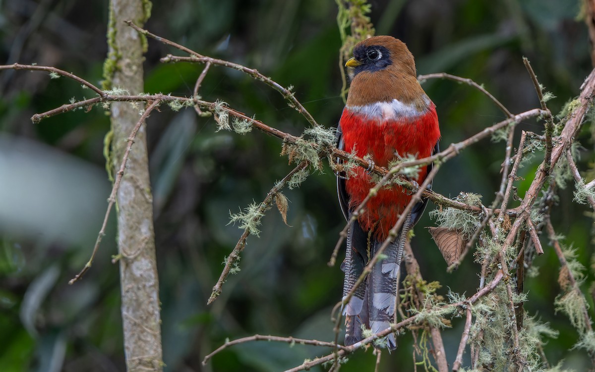 Masked Trogon - ML611993693