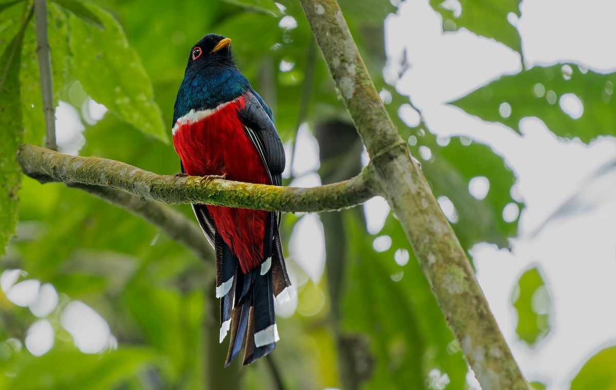 Masked Trogon - ML611993695