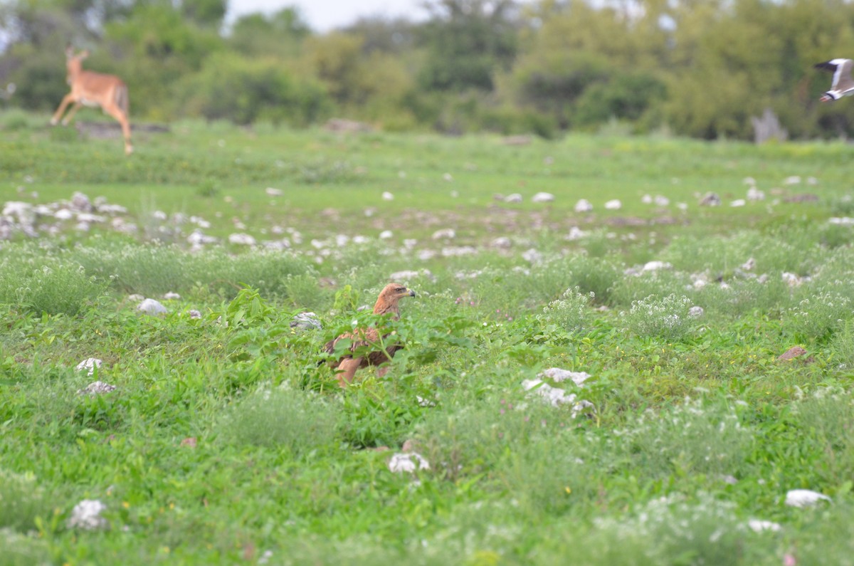 Águila Rapaz - ML611993868