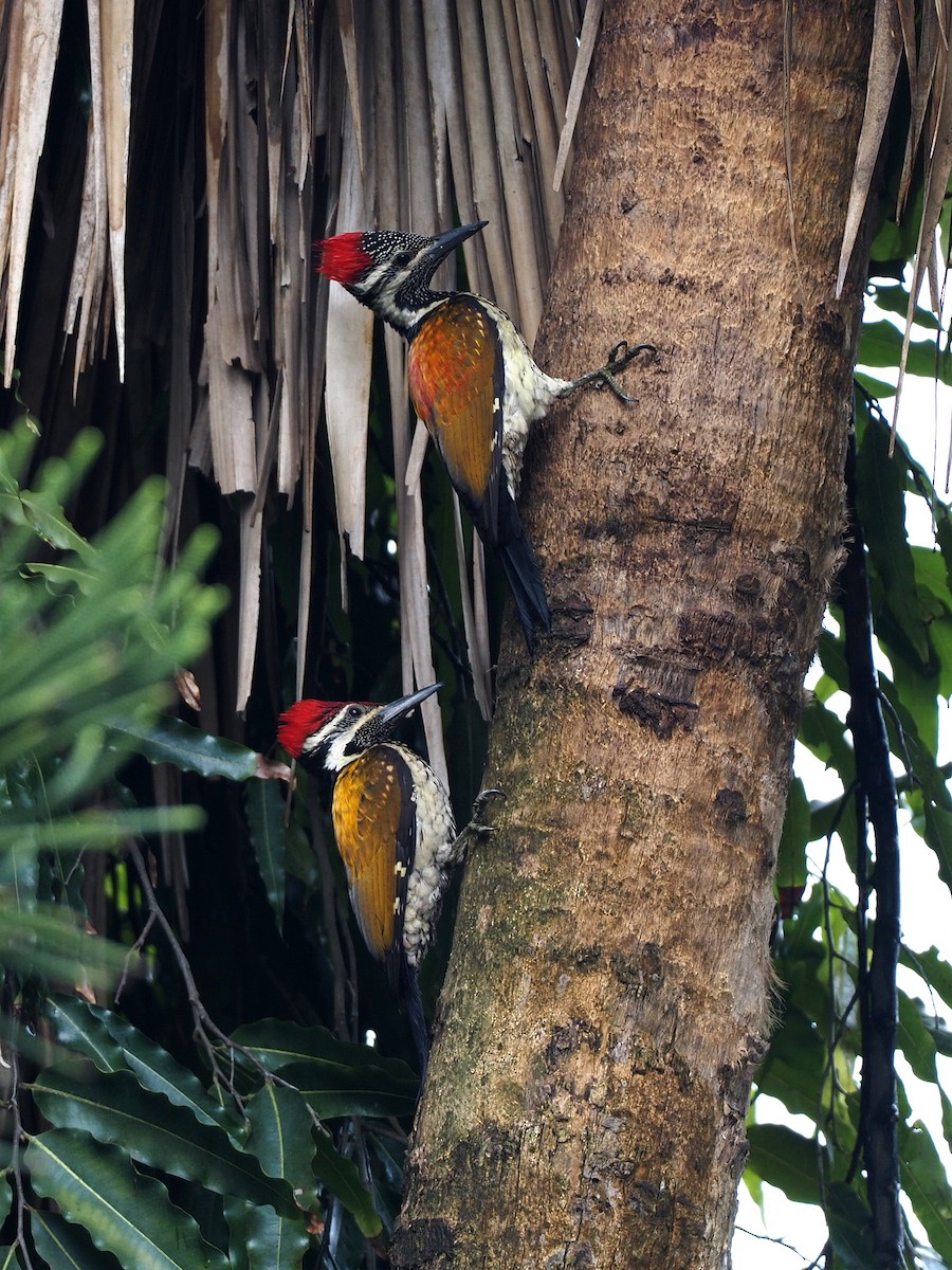 Black-rumped Flameback - ML611993870