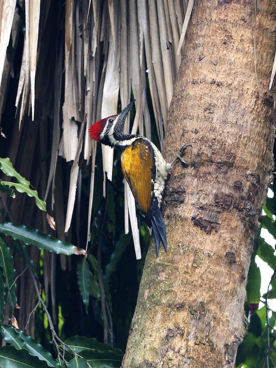 Black-rumped Flameback - ML611993874