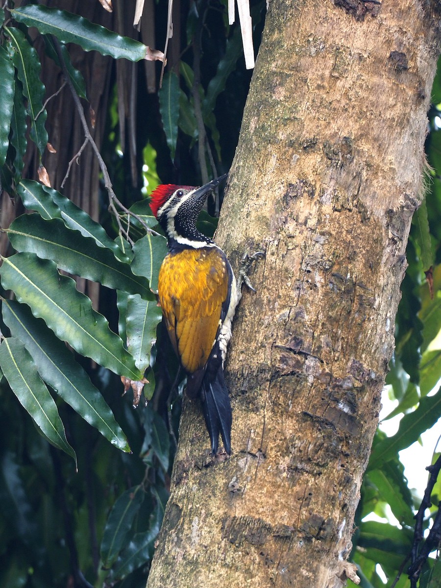 Black-rumped Flameback - ML611993876