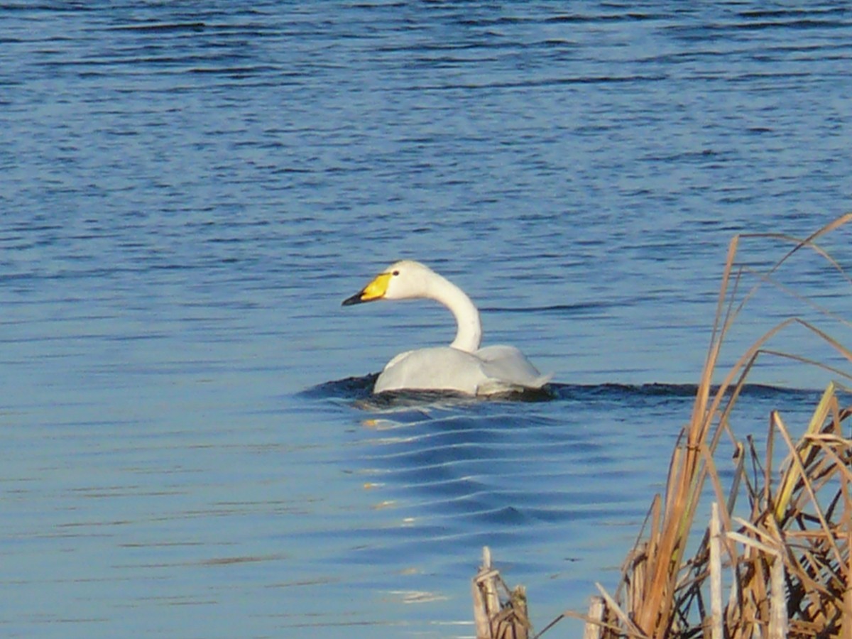 Whooper Swan - Sławomir Karpicki