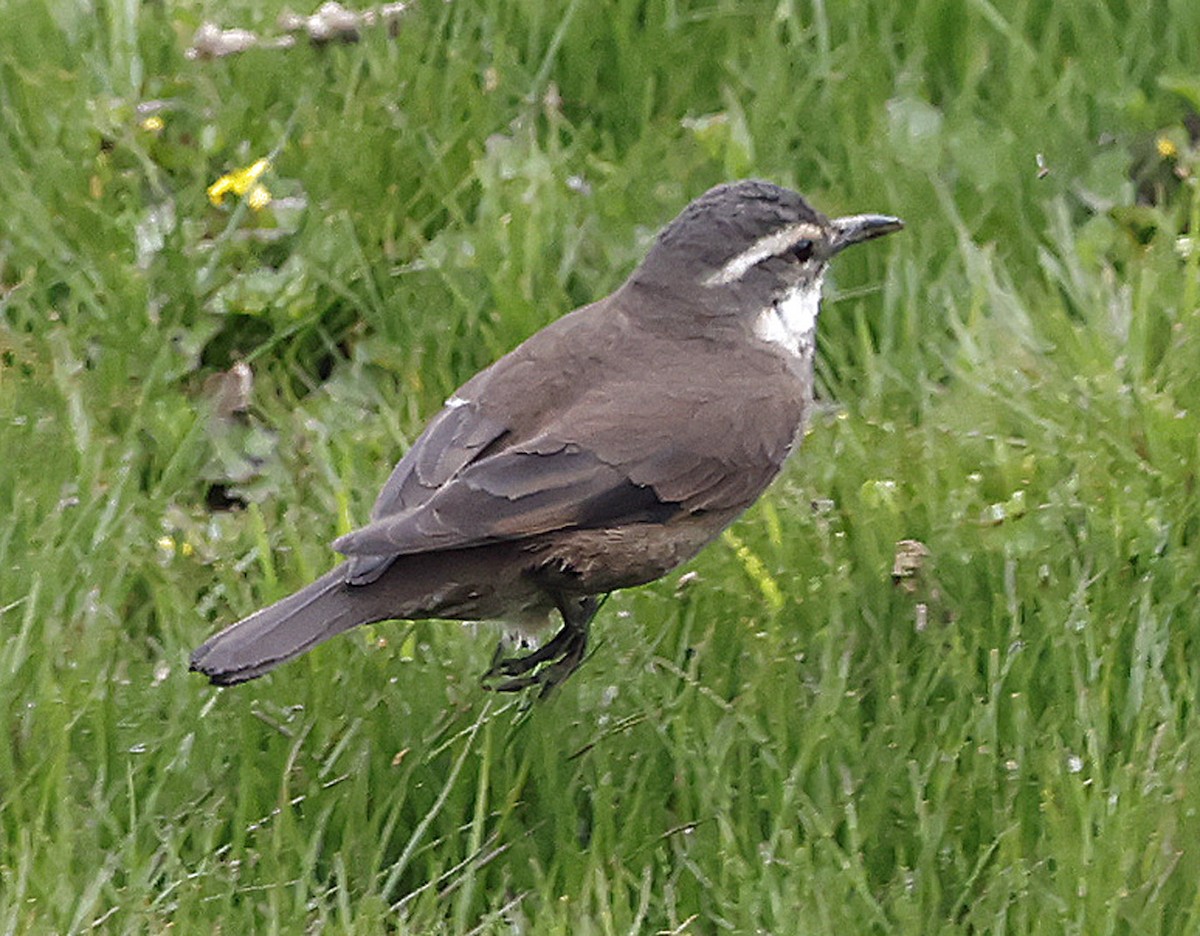 Gray-flanked Cinclodes - ML611993938