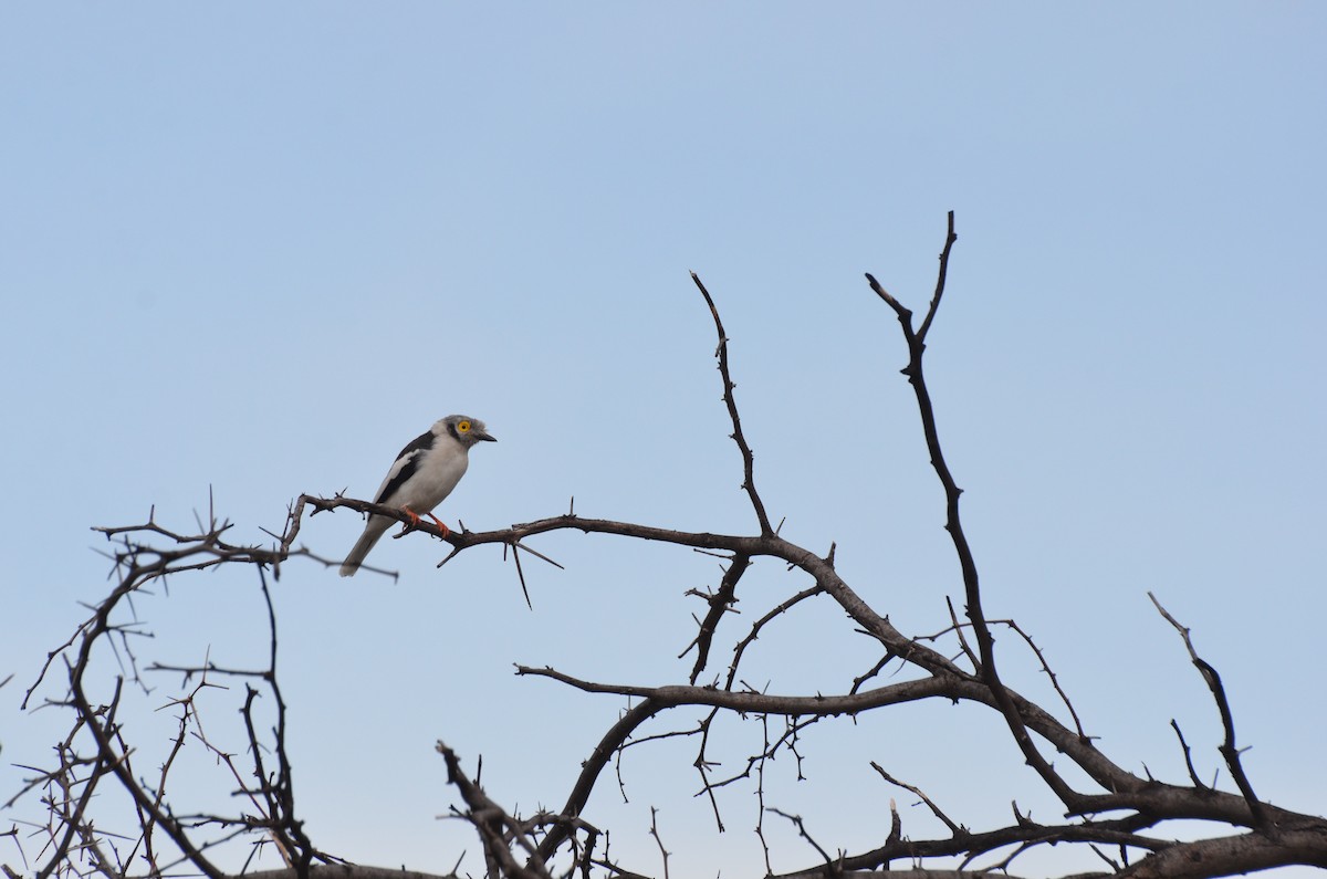 White Helmetshrike - ML611993943