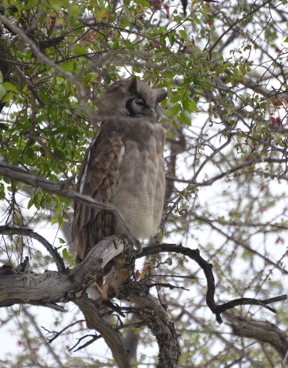 Verreaux's Eagle-Owl - ML611993948