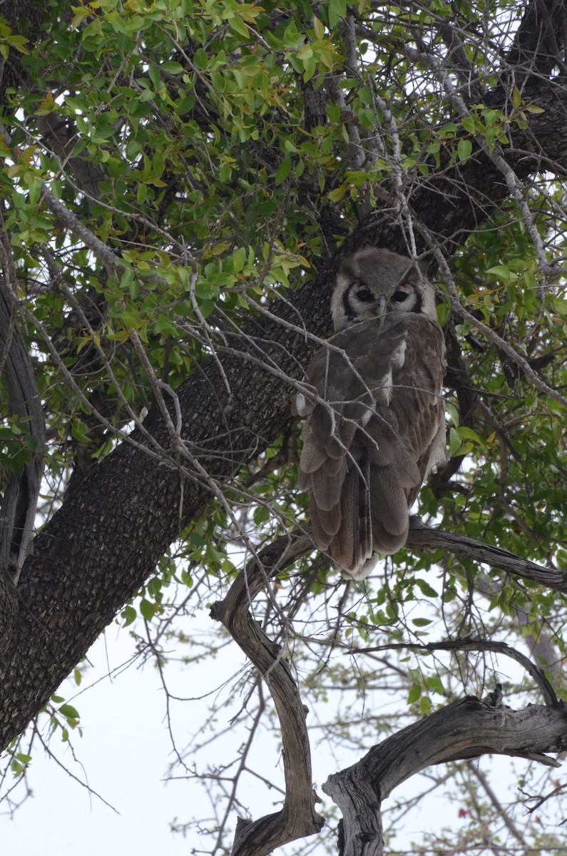 Verreaux's Eagle-Owl - ML611993951