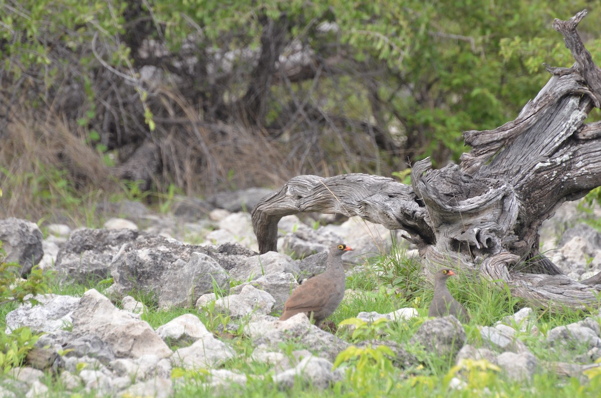 Francolin à bec rouge - ML611993980