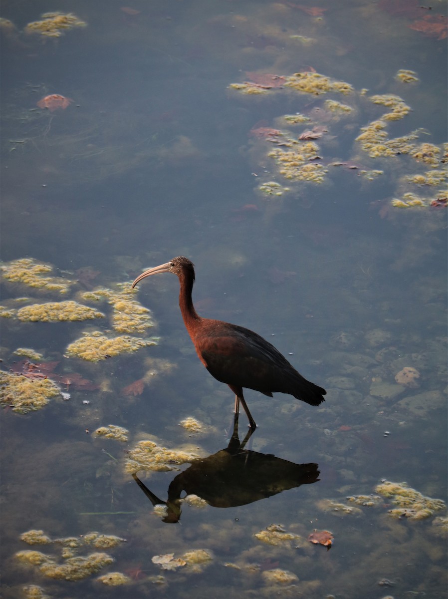 ibis hnědý - ML611993991