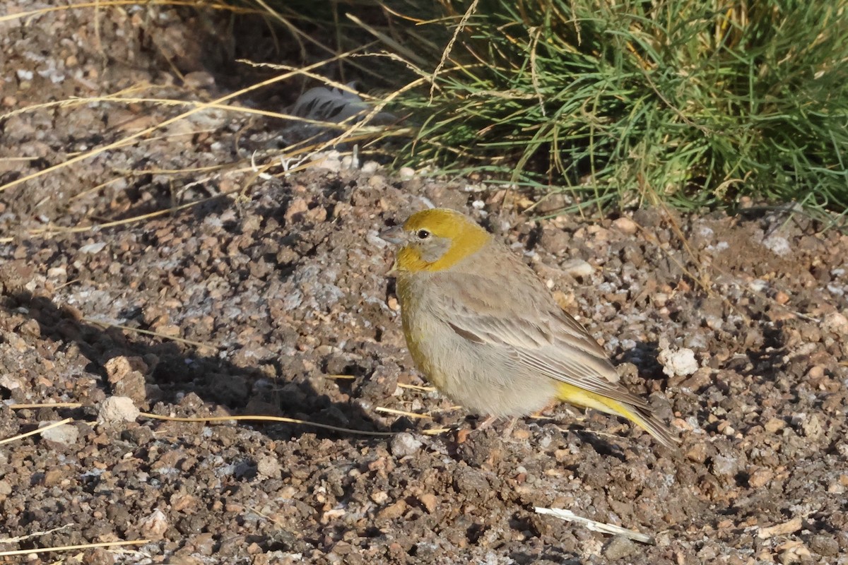 Sicale à croupion jaune - ML611994040