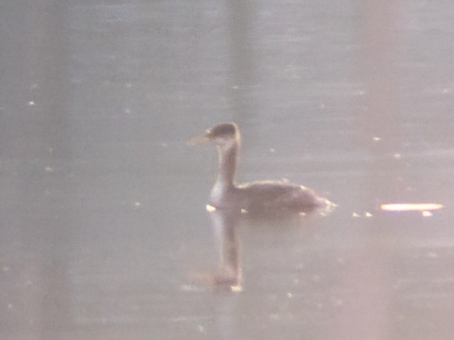 Red-necked Grebe - ML611994042