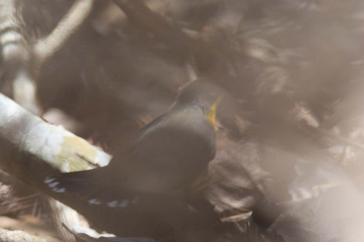 Fan-tailed Warbler - ML611994102