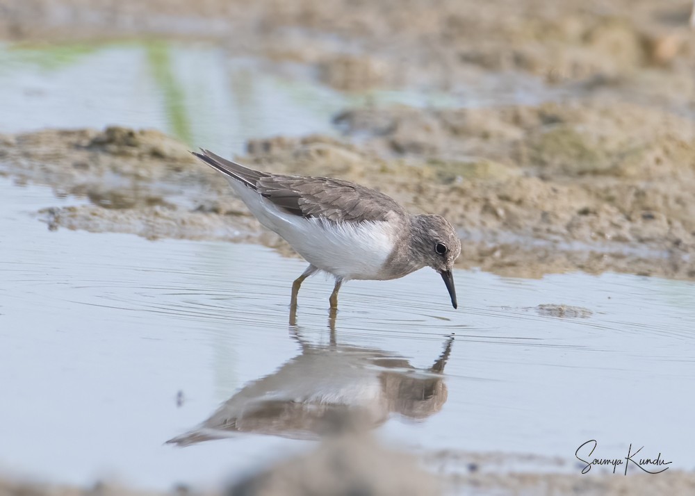 Temminck's Stint - Soumya Kundu