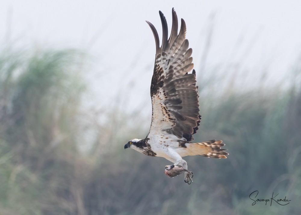 Osprey - Soumya Kundu