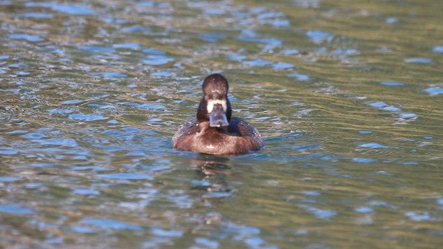 Lesser Scaup - ML611994125