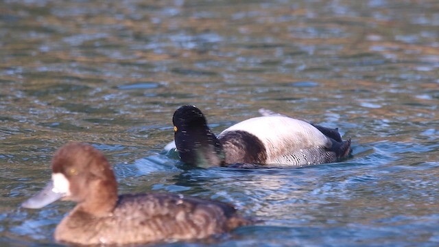 Lesser Scaup - ML611994126