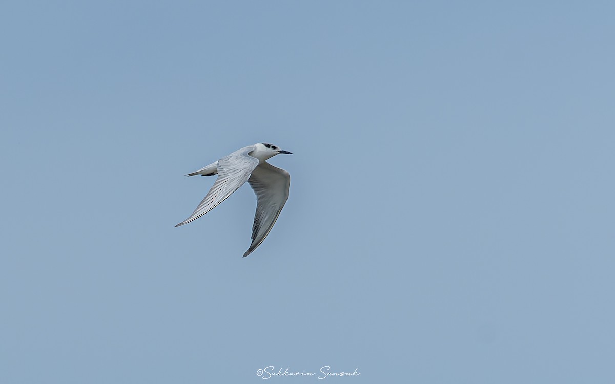 Whiskered Tern - ML611994127