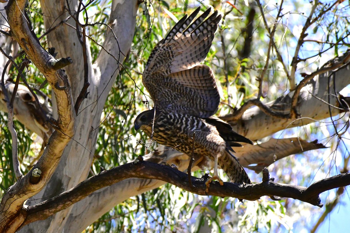 Brown Goshawk - ML611994136