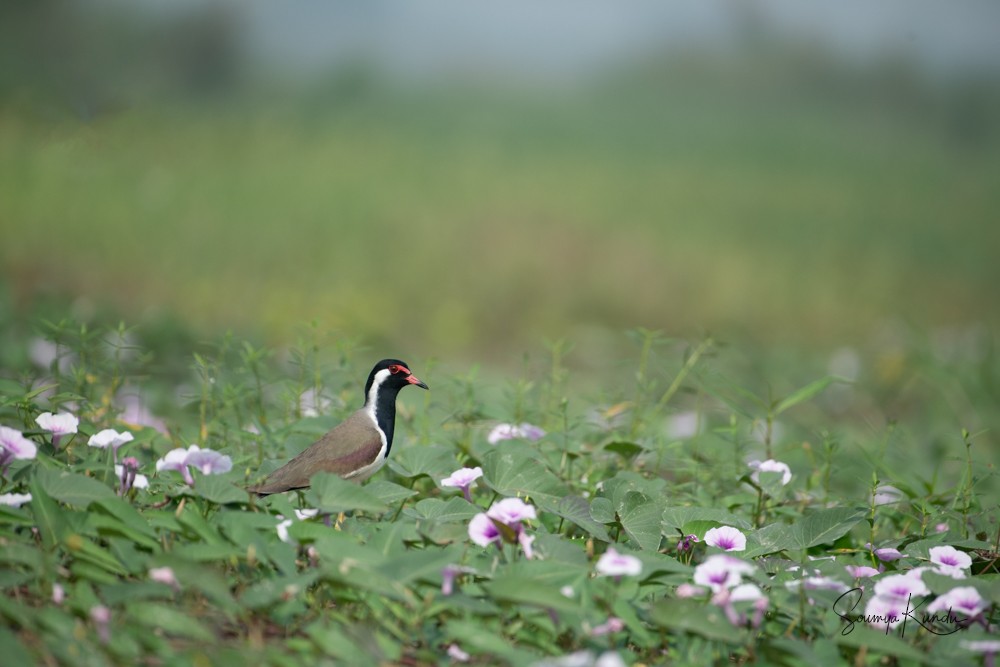 Red-wattled Lapwing - ML611994142