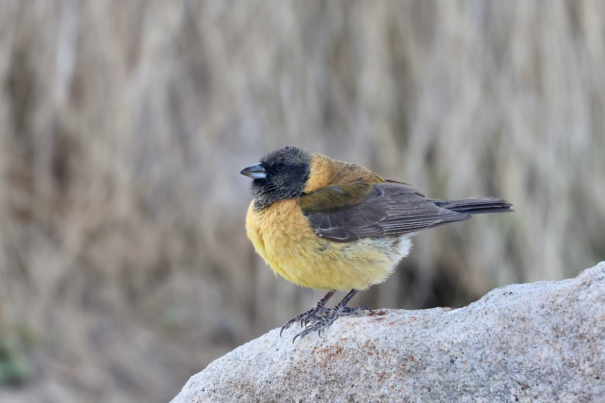 Black-hooded Sierra Finch - ML611994159