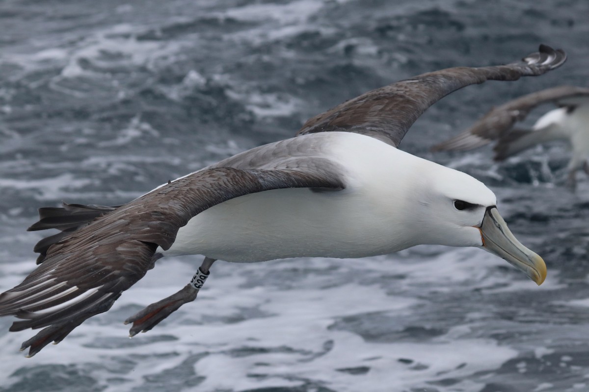 White-capped Albatross - Eric DeFonso 🦑