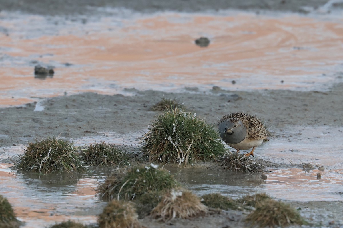 Gray-breasted Seedsnipe - ML611994187