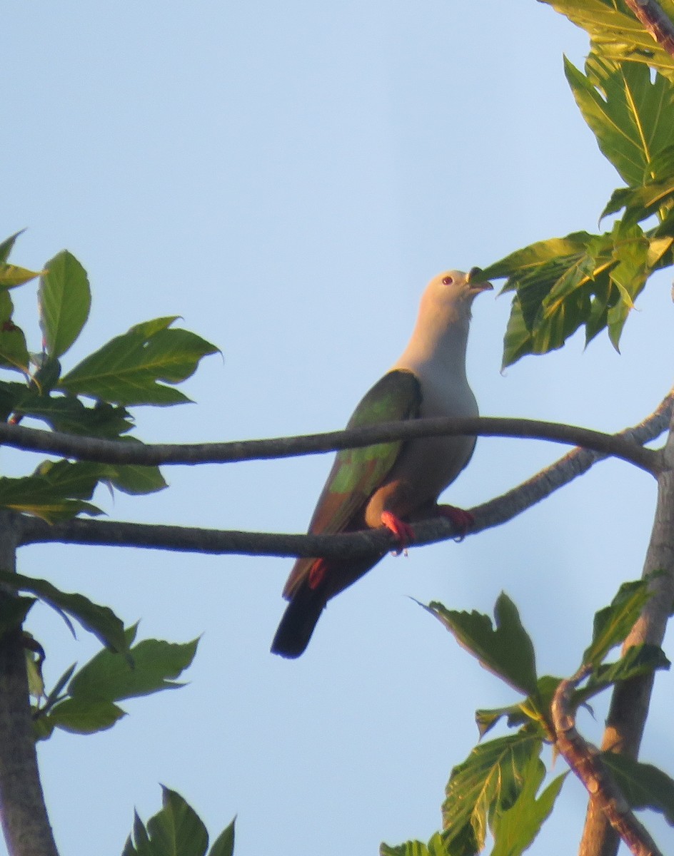 Spice Imperial-Pigeon - ML611994214