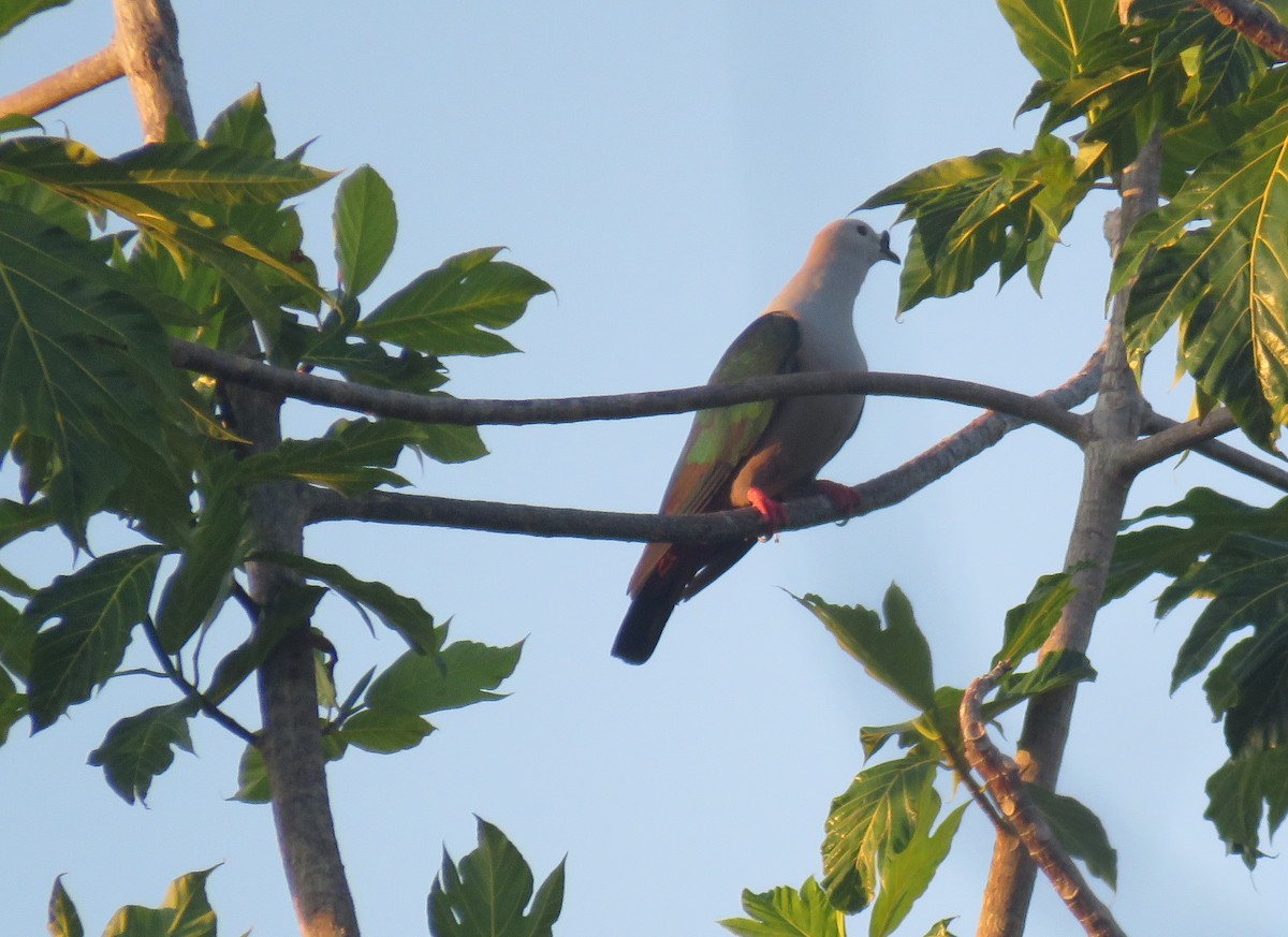 Spice Imperial-Pigeon - ML611994216