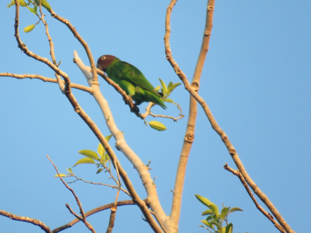 Red-cheeked Parrot - ML611994221