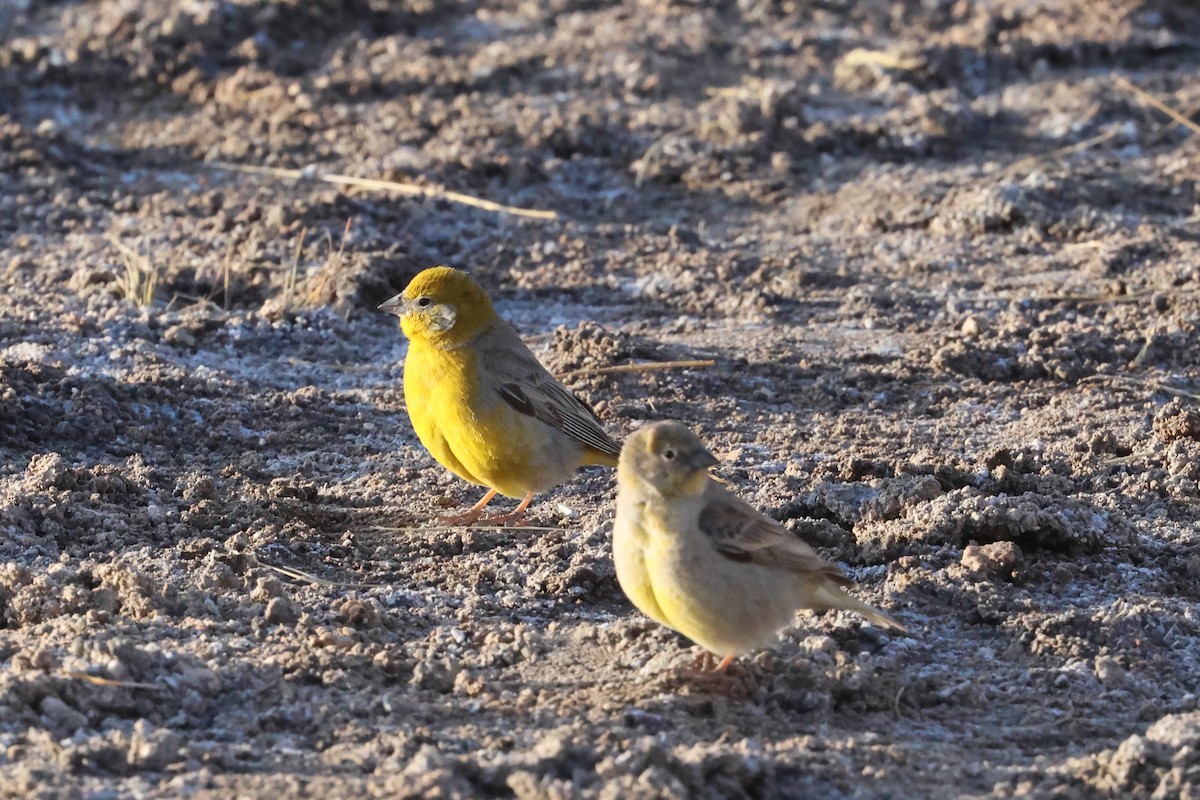 Sicale à croupion jaune - ML611994223