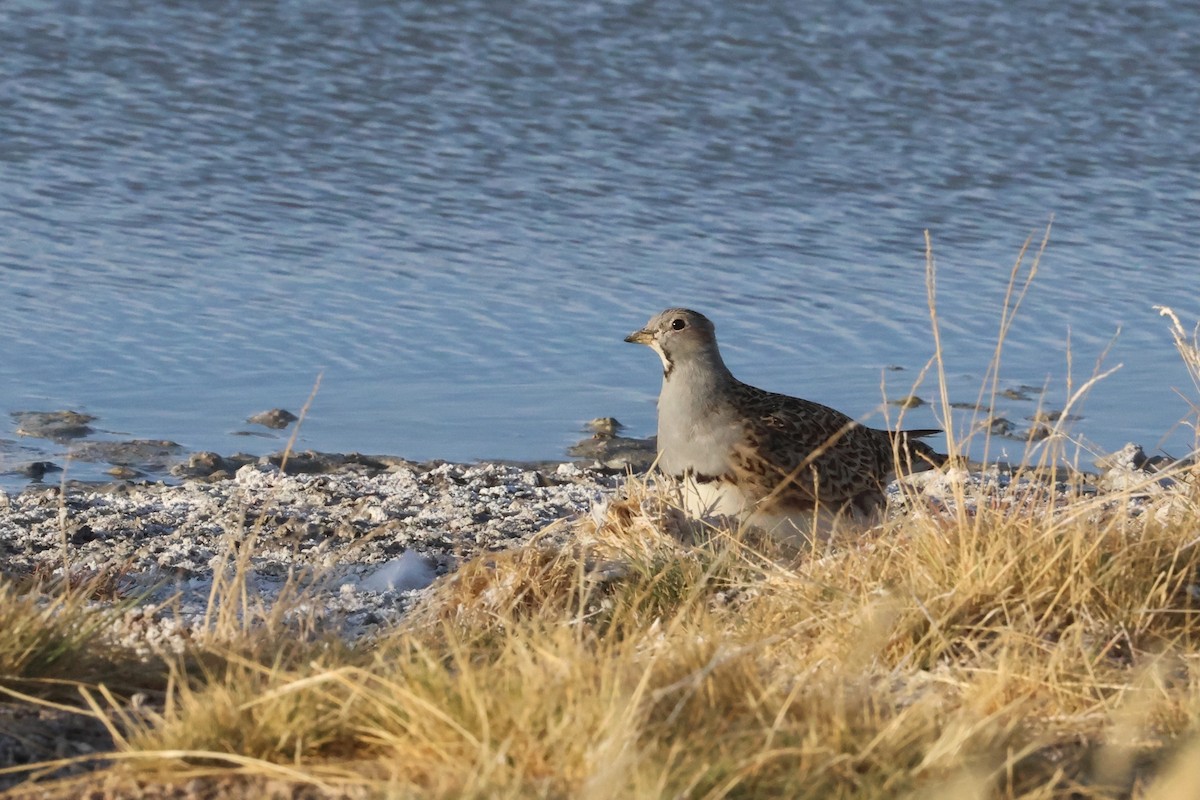 Gray-breasted Seedsnipe - ML611994230