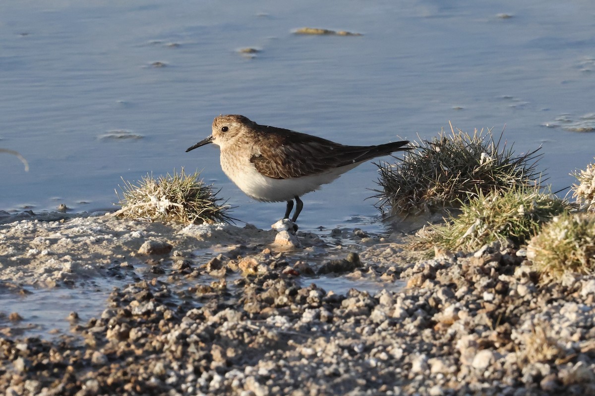 Baird's Sandpiper - ML611994260