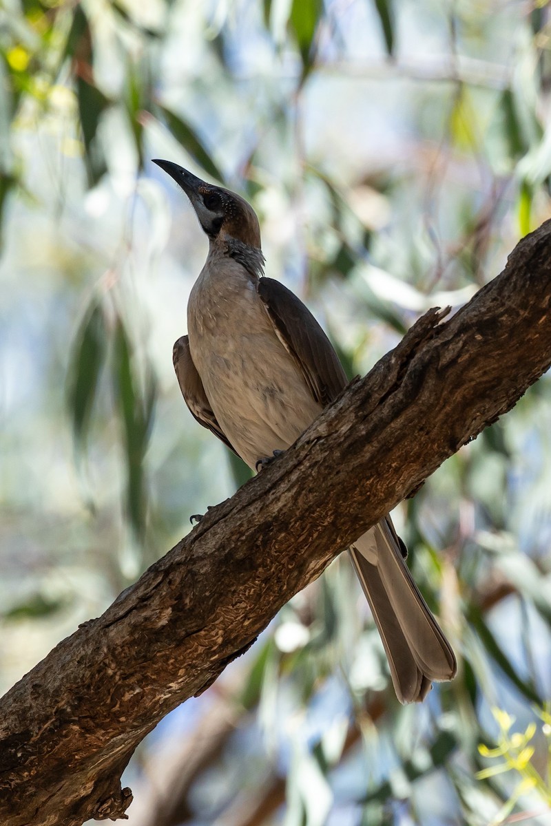 Little Friarbird - ML611994290