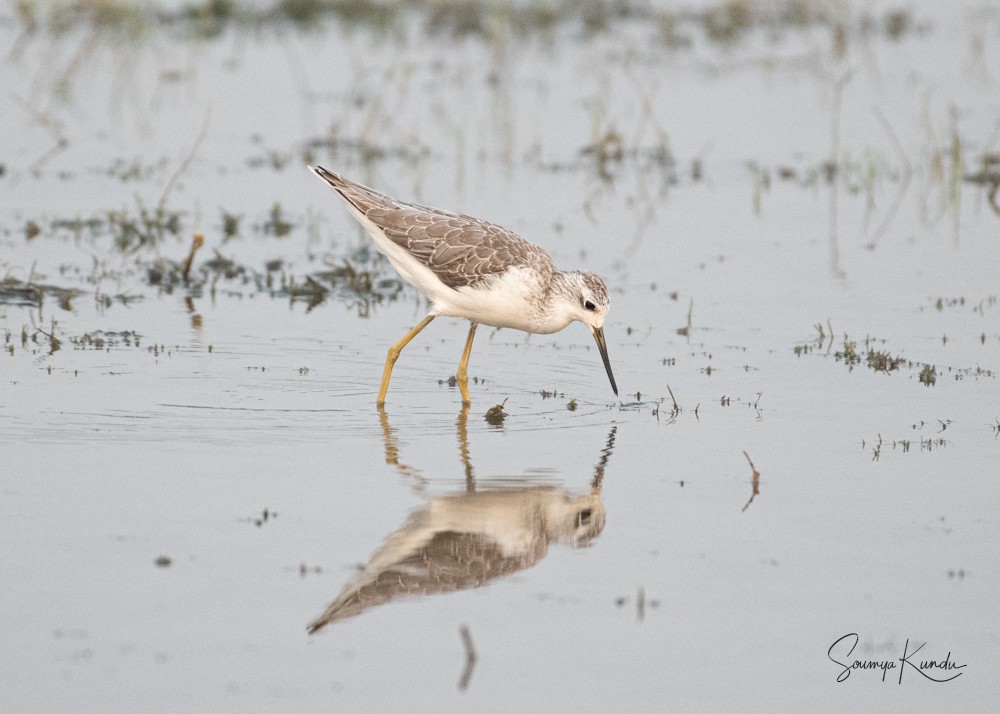 Marsh Sandpiper - Soumya Kundu