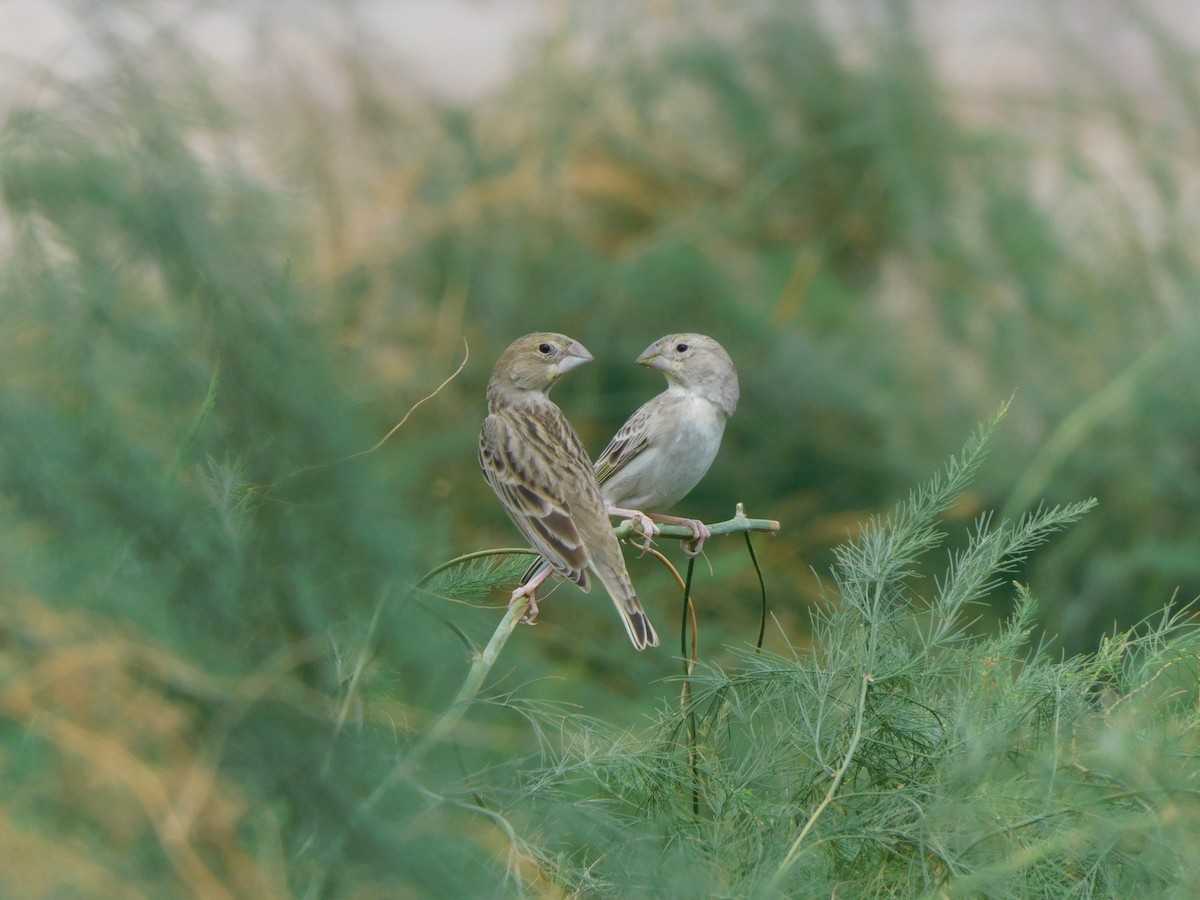 Sulphur-throated Finch - ML611994351