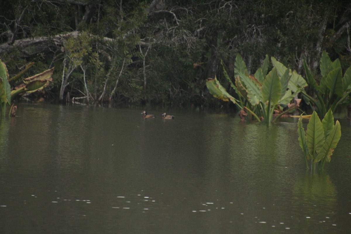 White-faced Whistling-Duck - ML611994396
