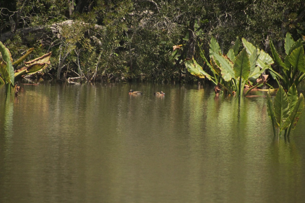 White-faced Whistling-Duck - ML611994397
