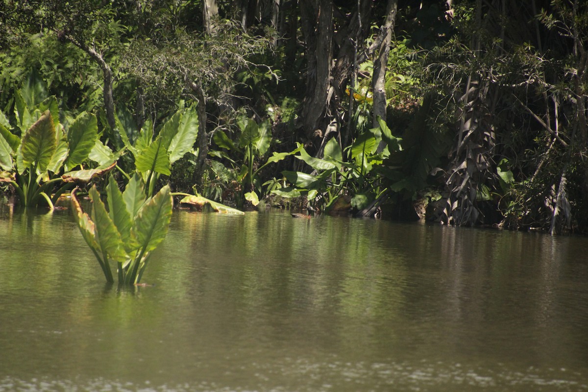 White-faced Whistling-Duck - ML611994398