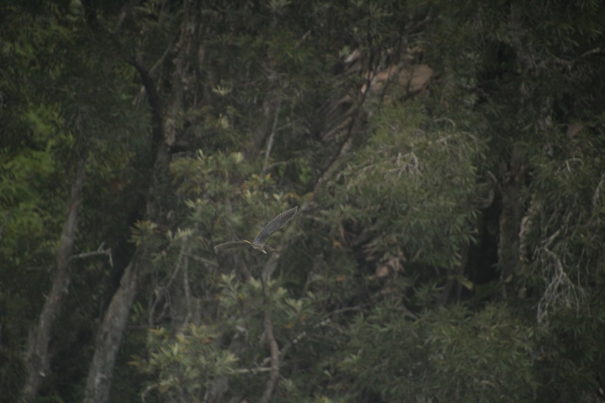 Black-crowned Night Heron - ML611994409