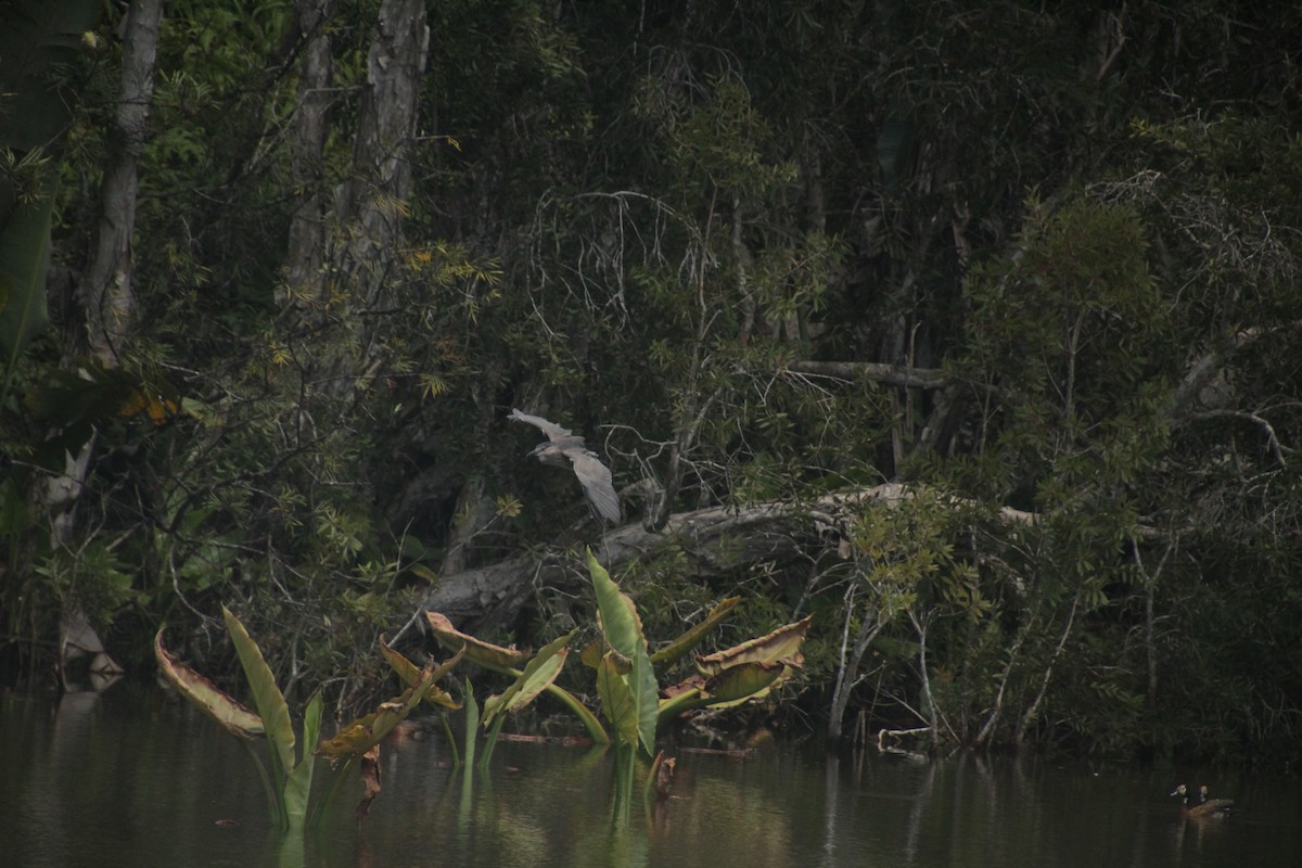 Black-crowned Night Heron - ML611994410