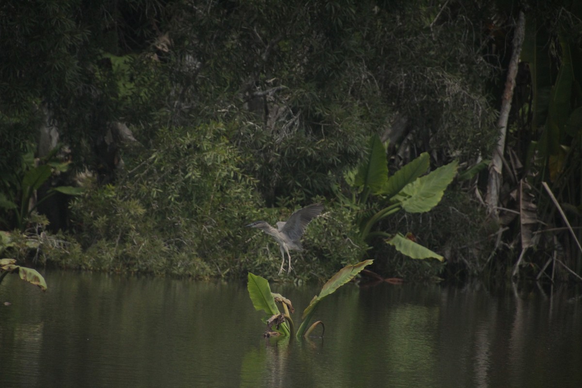Black-crowned Night Heron - ML611994411