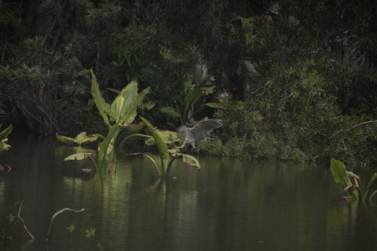Black-crowned Night Heron - ML611994412