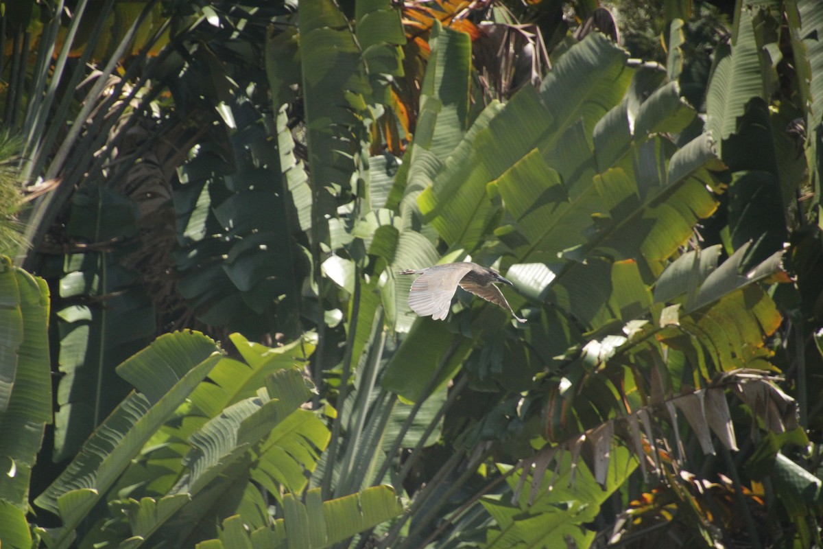 Black-crowned Night Heron - ML611994413